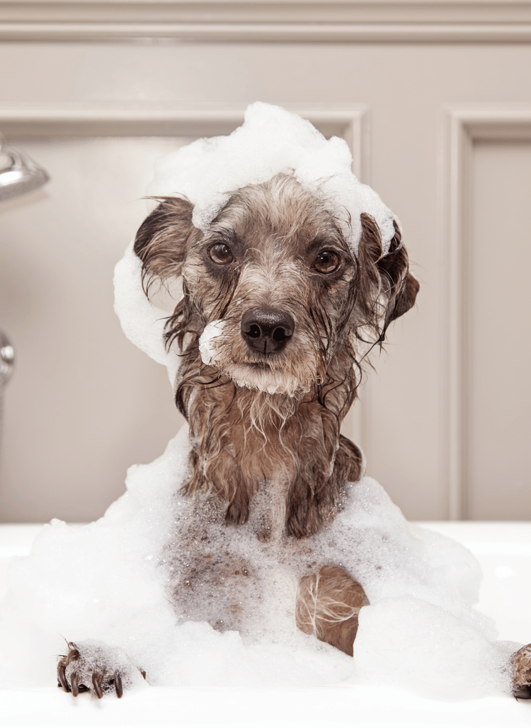 How Often Should You Bathe Your Dog?