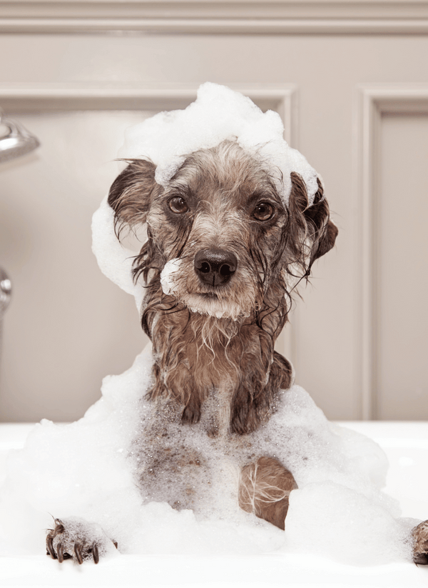 How Often Should You Bathe Your Dog?