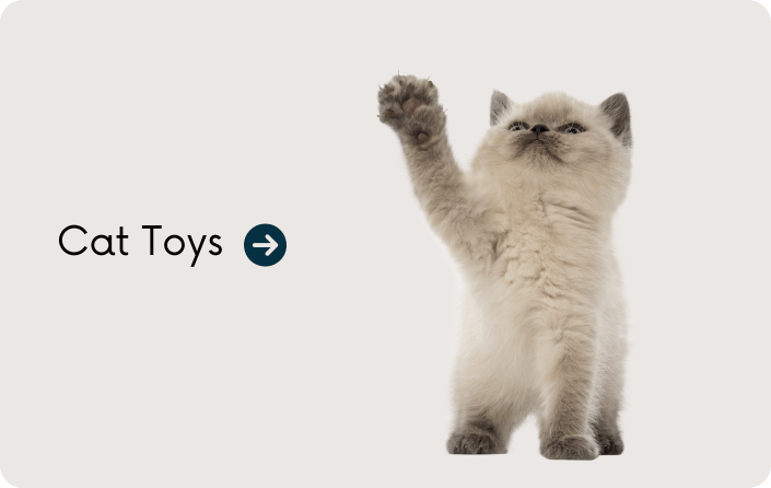 Cat Toys